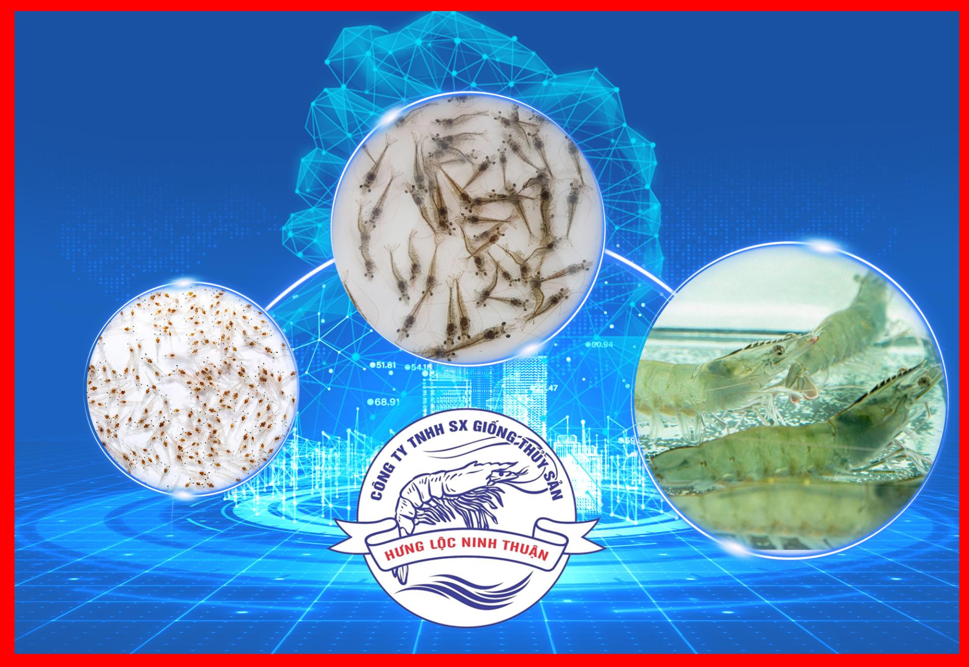 Tôm giống Hưng Lộc - Ninh Thuận